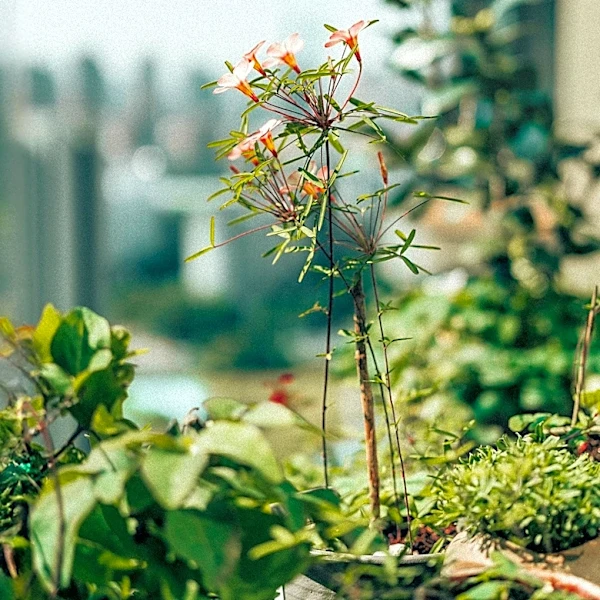 Urban Gardening Offers Diverse Options for City Dwellers Without Yards