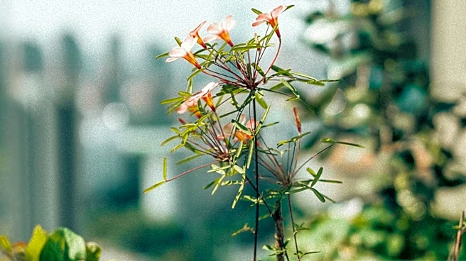 Urban Gardening Offers Diverse Options for City Dwellers Without Yards