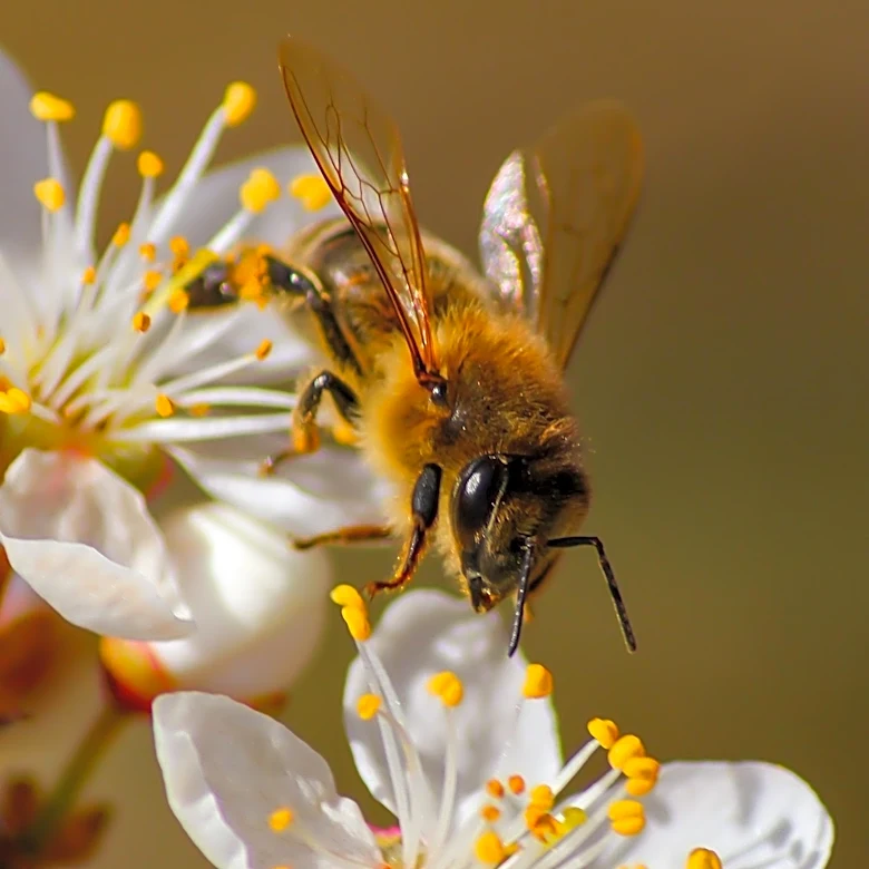 Ancient Greek Myth of Bugonia Explains Bee Origins from Sacrificed Cattle