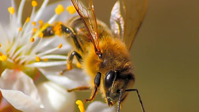 Ancient Greek Myth of Bugonia Explains Bee Origins from Sacrificed Cattle