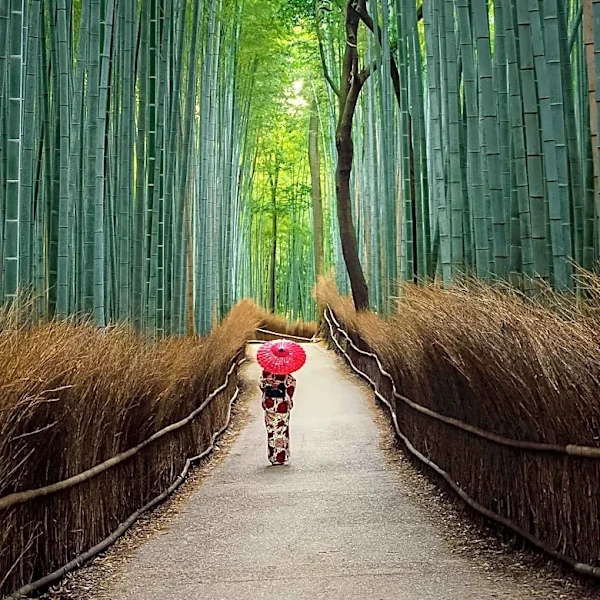 Japanese Practice of 'Forest Bathing' Promoted for Mood and Well-being