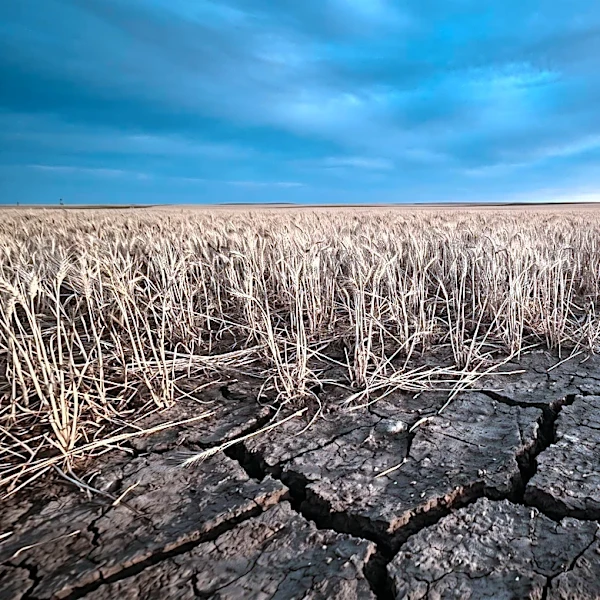 International Study Links Water Scarcity to Potential Tripling of Future Wheat Prices