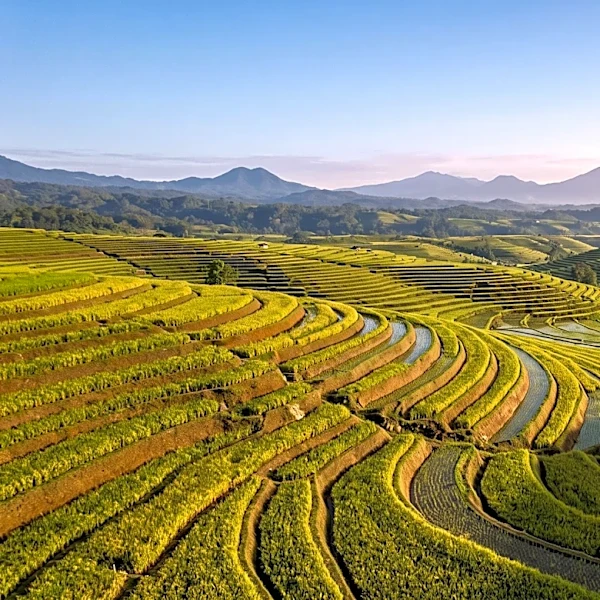 Indonesia Signs Rice Export Agreement with Malaysia Amidst Bumper Harvest Projections