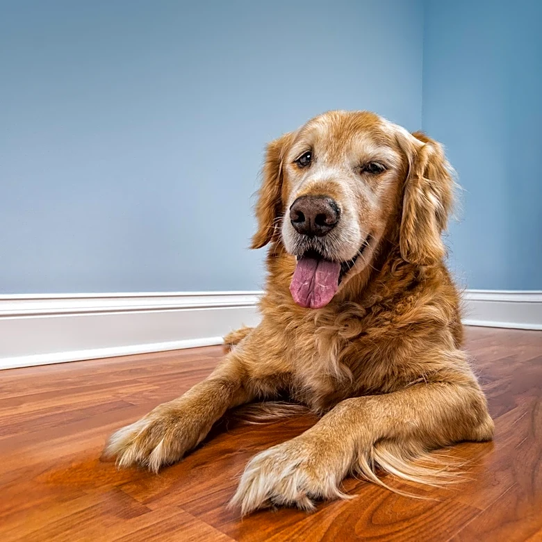 Staycation Pet Care Opens in North Platte, Nebraska, Offering Personalized Dog Boarding