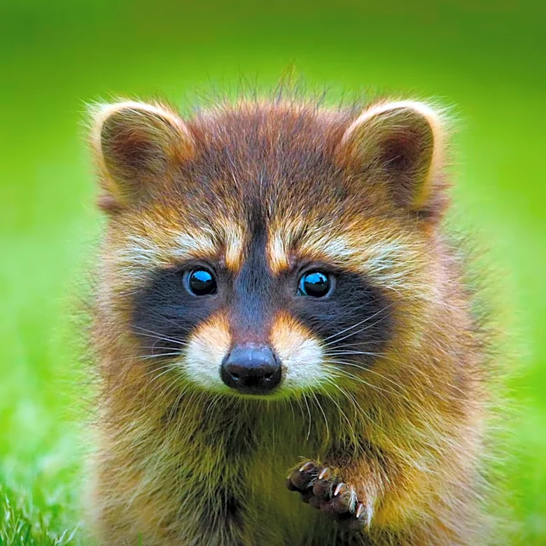 Teenager Sells Rare 'Jimothy' Raccoon Rookie Card for $21,100 on eBay