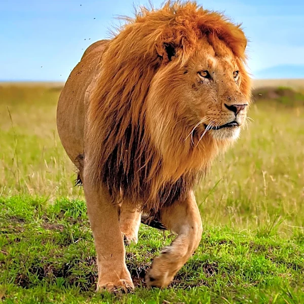 Director Faith Musembi Discusses Four-Year Filming of NatGeo's 'Lion' Documentary