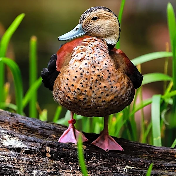 Village Yoga in Duck, NC, Promotes Yoga for All Ages and Levels