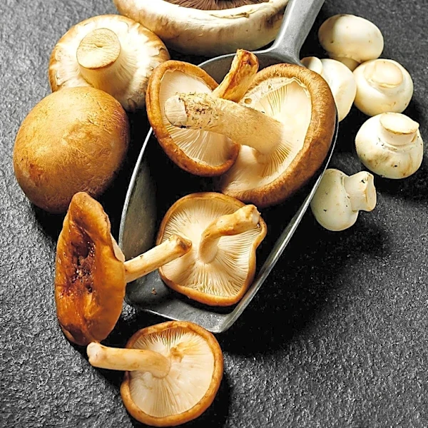 Mushroom-Based Packaging Utilizes Mycelium and Agricultural Waste for Biodegradable Solutions