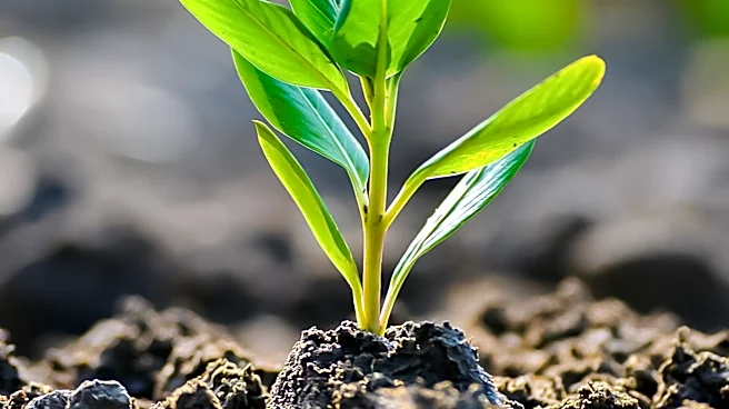 Bayer Advances Crop Science Pipeline with New Herbicide and Plant Trait Development, Targeting Blockbuster Launches