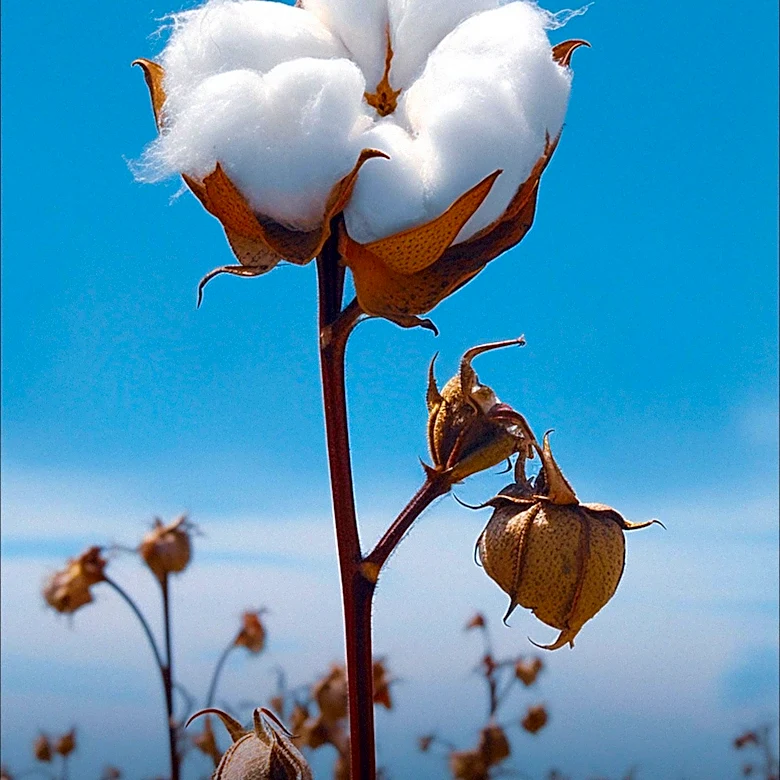 U.S. Cotton Industry Emphasizes Nearshoring and Data-Backed Sustainability for Supply Chain Resilience
