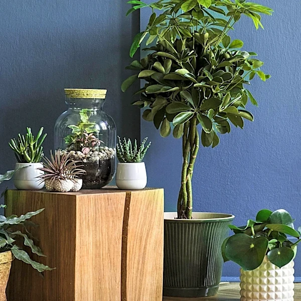 The Plant Daddies Share Tips to Elevate Common Houseplants for Stylish Interiors