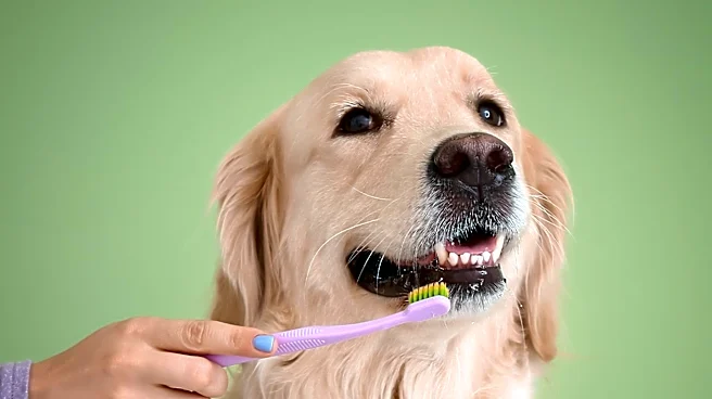 Veterinarian Advises on Peak Flea Season and Pet Protection