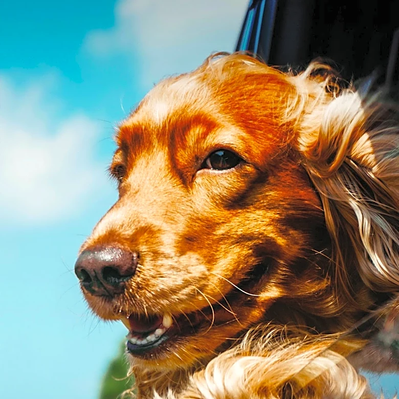 Good Housekeeping Provides Essential Car Safety Tips for Dog Owners