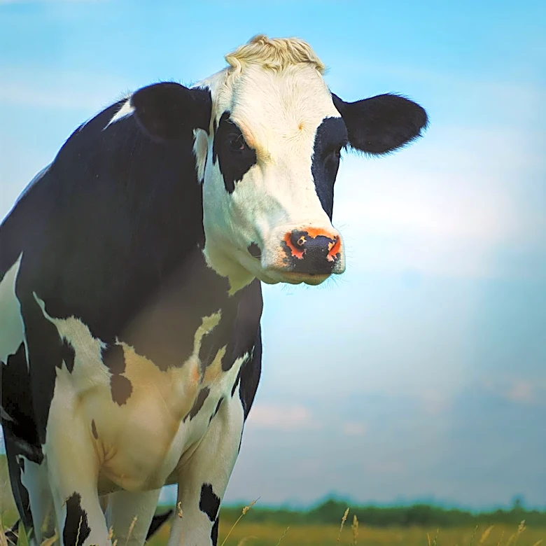 Arla Introduces 'The Cow Step Challenge' on Strava, Allowing Users to Compete with Dairy Cows