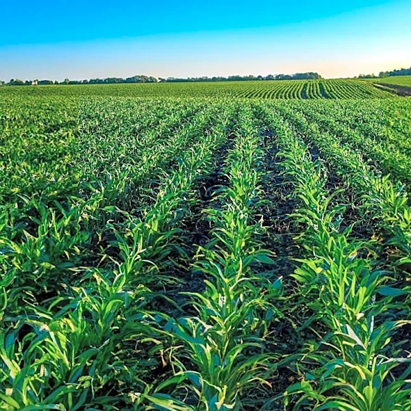 E15 Ethanol Blend Crucial for U.S. Agriculture and Corn Demand, CHS Inc. Reports