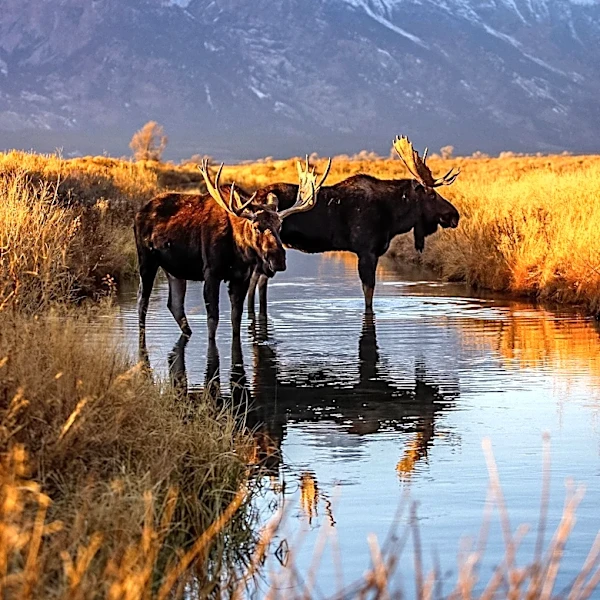 TikTok Creator 'Sideneck' Reveals Horrific Moose Collision as Origin of His Nickname and Injuries