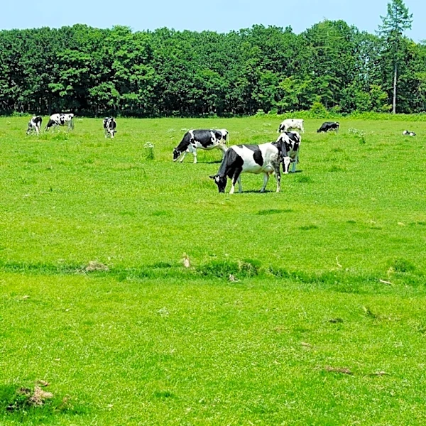 Cargill Benchmark Identifies Key Characteristics of Elite Dairy Herds Across 14 Countries