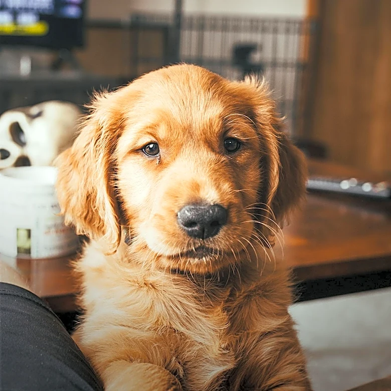 Golden Retriever Puppy Invents Indoor Treadmill Workout Before Full Vaccination