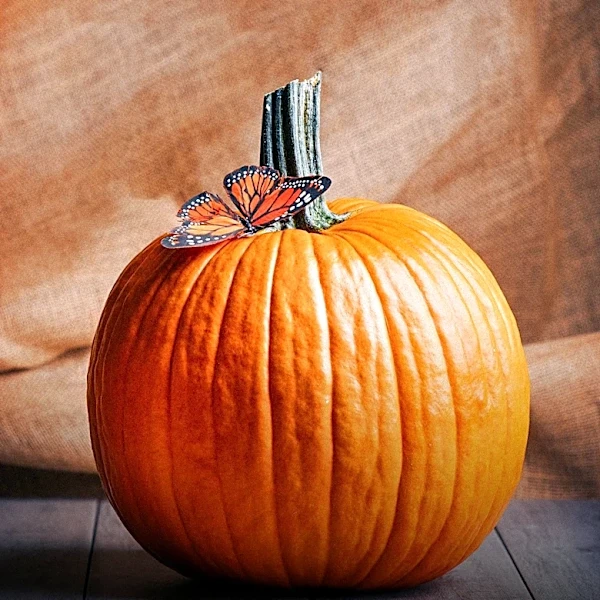 Pumpkin Offers Multiple Gut Health Benefits Through Fiber, Minerals, and Antioxidants