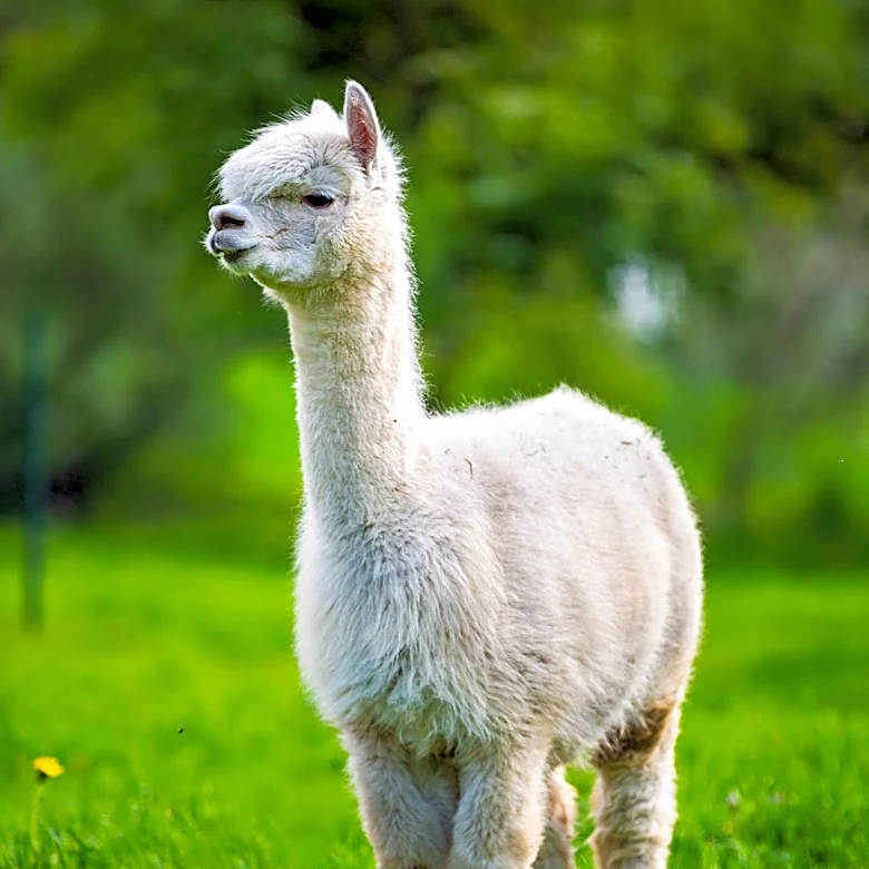 Maryland Alpaca Farm Exemplifies Sustainable Agritourism Model on Eastern Shore