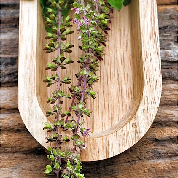 Edible Garden Expands USDA Organic Basil Distribution to ShopRite Stores, Whole Foods Foundation Awards Garden Grants