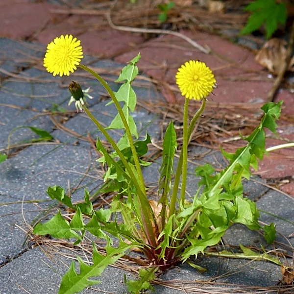 Green Bay Legalizes Public Foraging, Launches Urban Foraging Project
