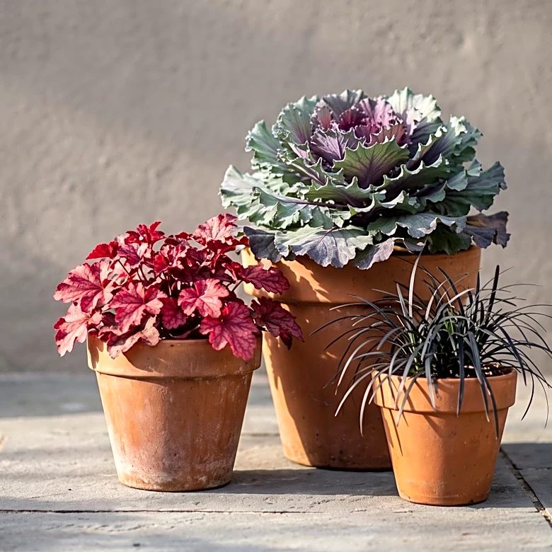 September Container Gardening Focuses on Winter Color and Structure