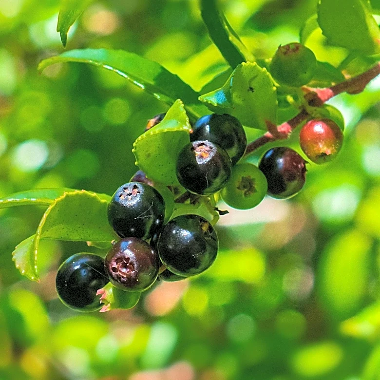 Serviceberry Tree Offers Edible Berries and Multi-Season Interest for Gardens