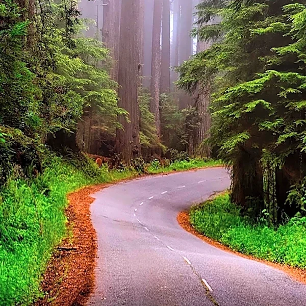 Klamath, California, Offers Nature-Driven Escape Near Redwood National Park