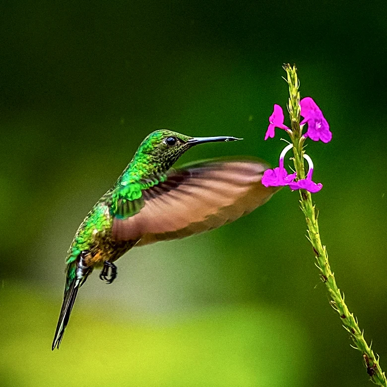 Gardeners Uncover Complex Daily Routines and Social Behaviors of Hummingbirds Through Years of Observation
