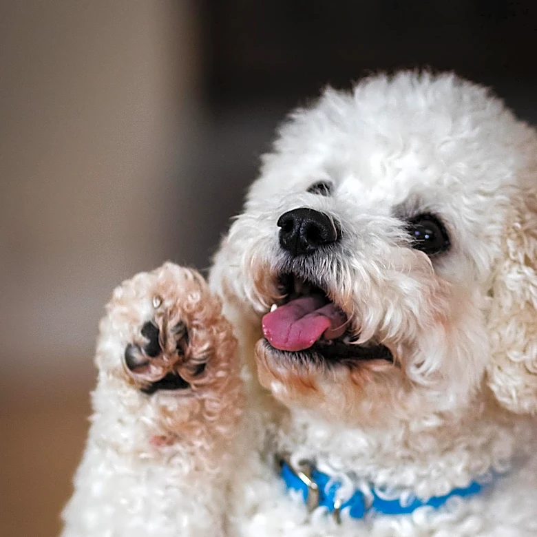 Understanding Dog Pawing: Decoding Canine Communication and Behavior