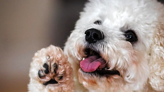 Understanding Dog Pawing: Decoding Canine Communication and Behavior