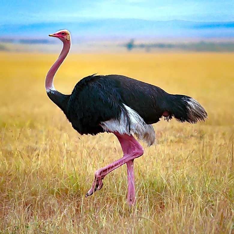 Kentucky Man with Meat Allergy Ventures into Ostrich Farming to Meet Growing Demand