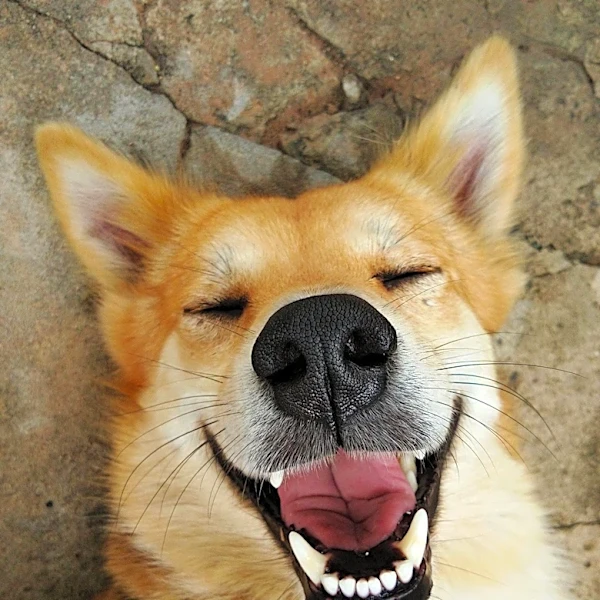 Dogs Blink More Frequently at Blinking Owners on Screen, Study Reveals