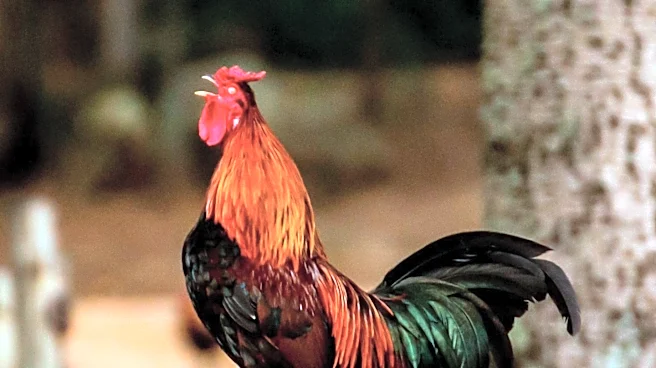 Clucky Alarm App Launches with Rooster Crow and Mission-Based Wake-Ups