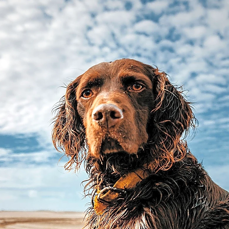 Alabama English Springer Spaniel Tricks Owners for Pool Access