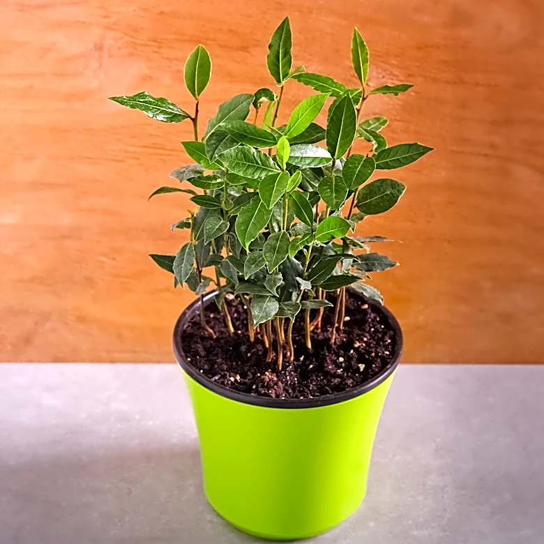 Ancient Laurel Leaf Tradition Gains Digital Popularity for Prosperity and Goal Reinforcement