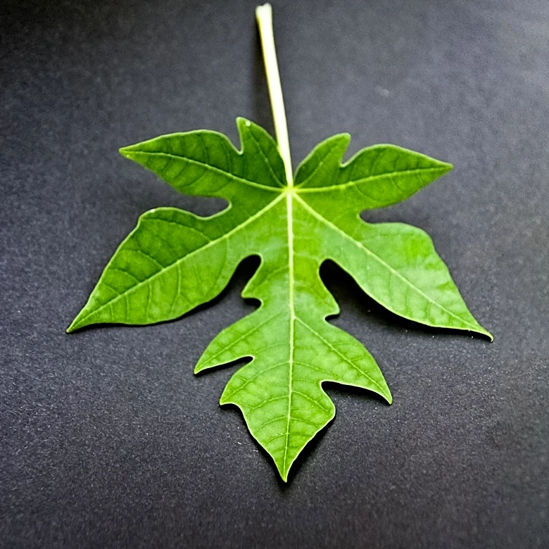 Papaya Leaf Boiled Water: Traditional Uses and Scientific Insights Explored
