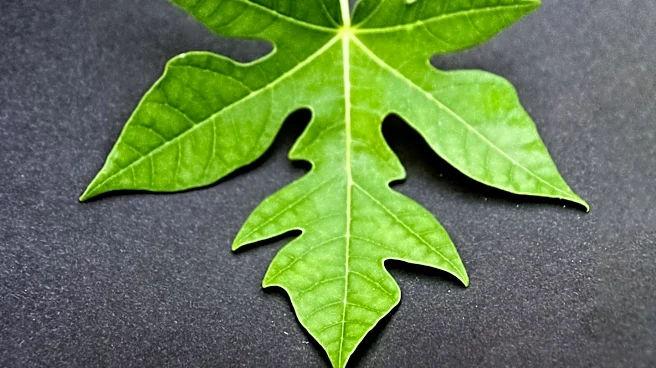 Papaya Leaf Boiled Water: Traditional Uses and Scientific Insights Explored