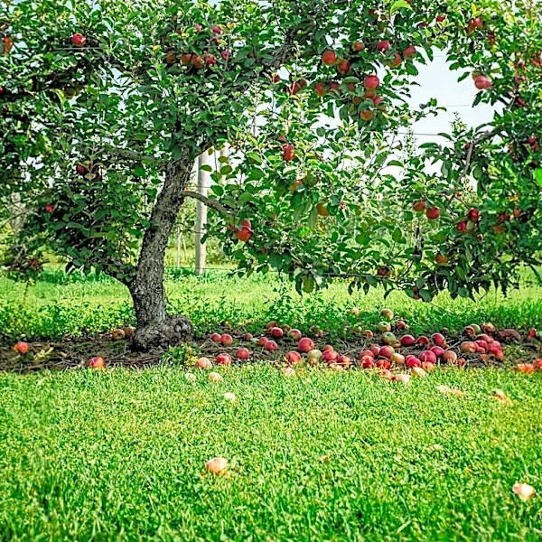 Clinton, Illinois Prepares for Annual Apple and Pork Festival 2024