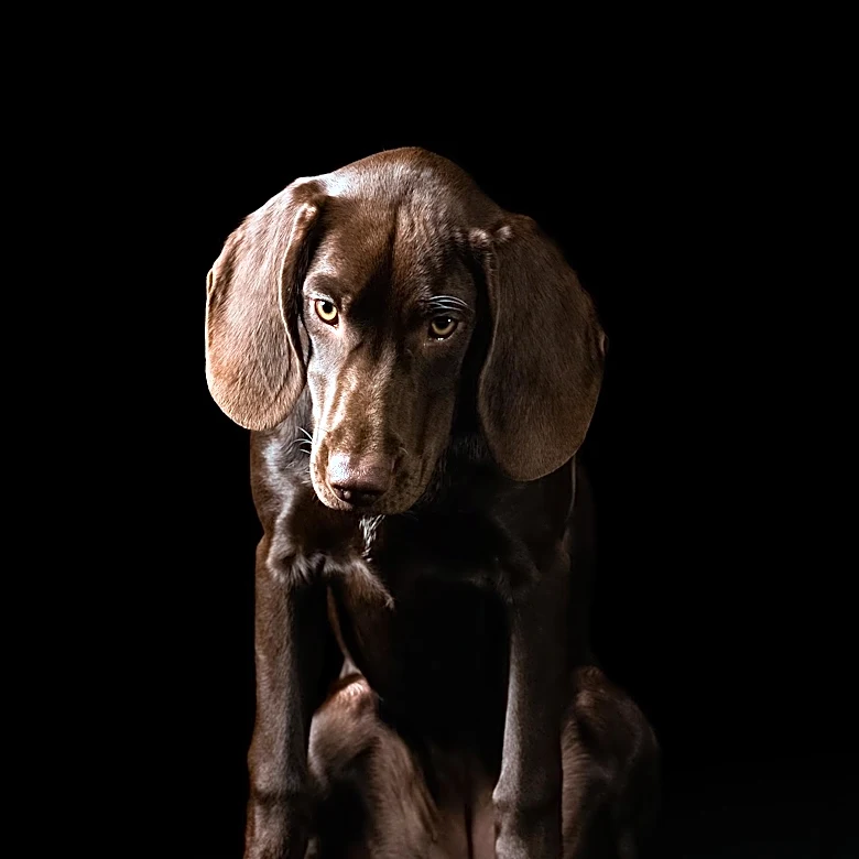 Experts Decipher Dog Sighs as Complex Emotional Signals, Urging Owners to Observe Context