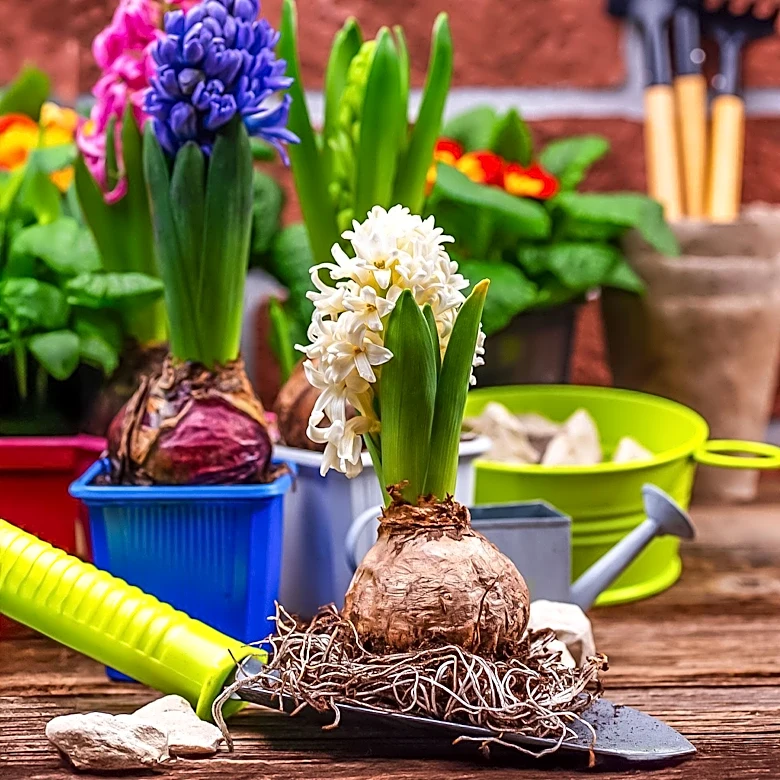 Gardening Experts Recommend 'Bulb Lasagne' Planting Method for Continuous Blooms