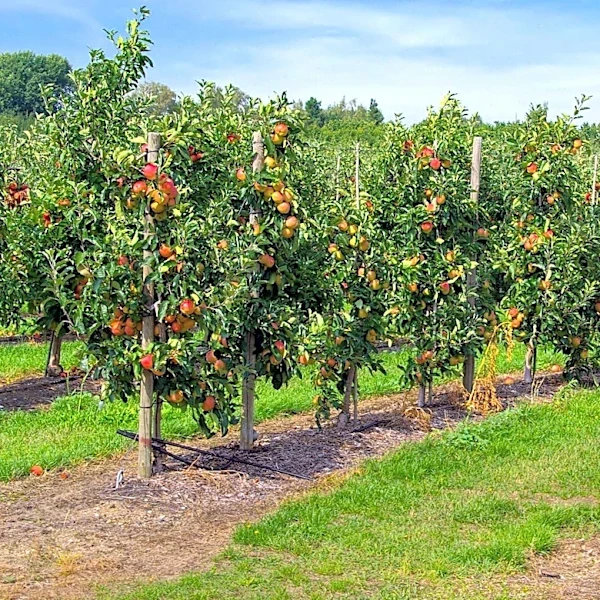 Washington Fruit Growers Announce 761 Job Separations Due to Expiring Guest Worker Contracts