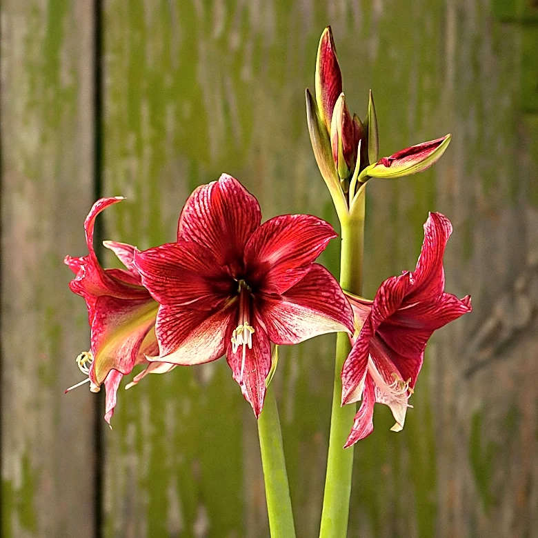 Amaryllis Bulbs Require September Dormancy for Guaranteed Christmas Blooms