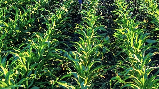 GROWMARK FS Offers Agronomy Operations Internships Across Multiple States
