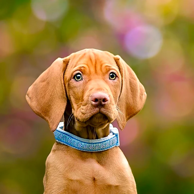 Elemental Royalty Corporation Secures Antitrust Approval for Vizsla Royalties Acquisition