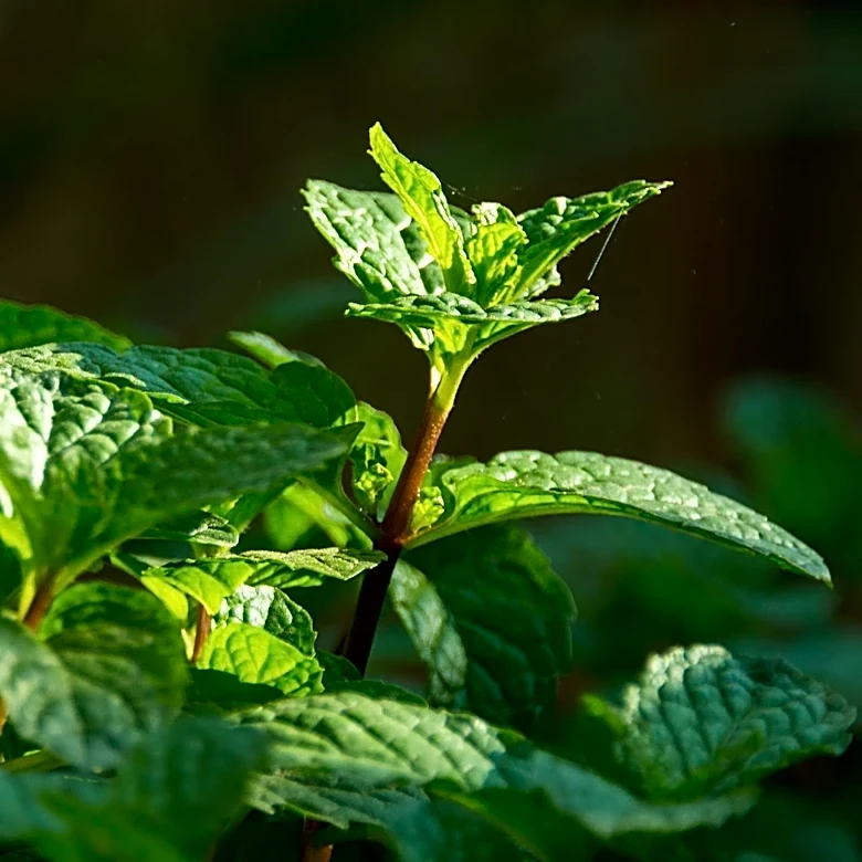 Mint Plants Become 'Leggy' Due to Insufficient Light, Requiring Trimming and Relocation