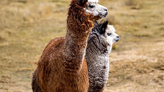 Gate Partners with Alpaca to Expand Multi-Asset Investing for U.S. Customers, Including IPO Access