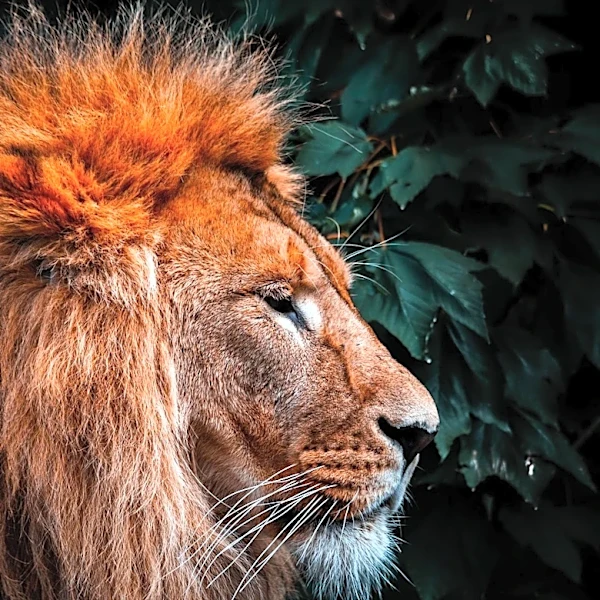 Nootropics Depot Develops Proprietary Method for Verifying Lion's Mane Supplement Potency