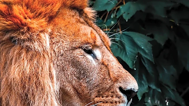 Nootropics Depot Develops Proprietary Method for Verifying Lion's Mane Supplement Potency
